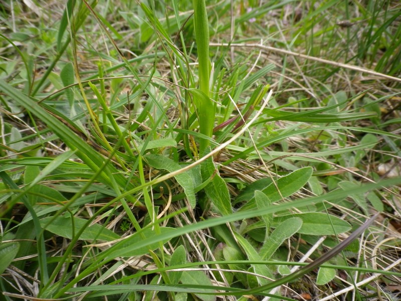 Una orchidea  viola: Anacamptis morio